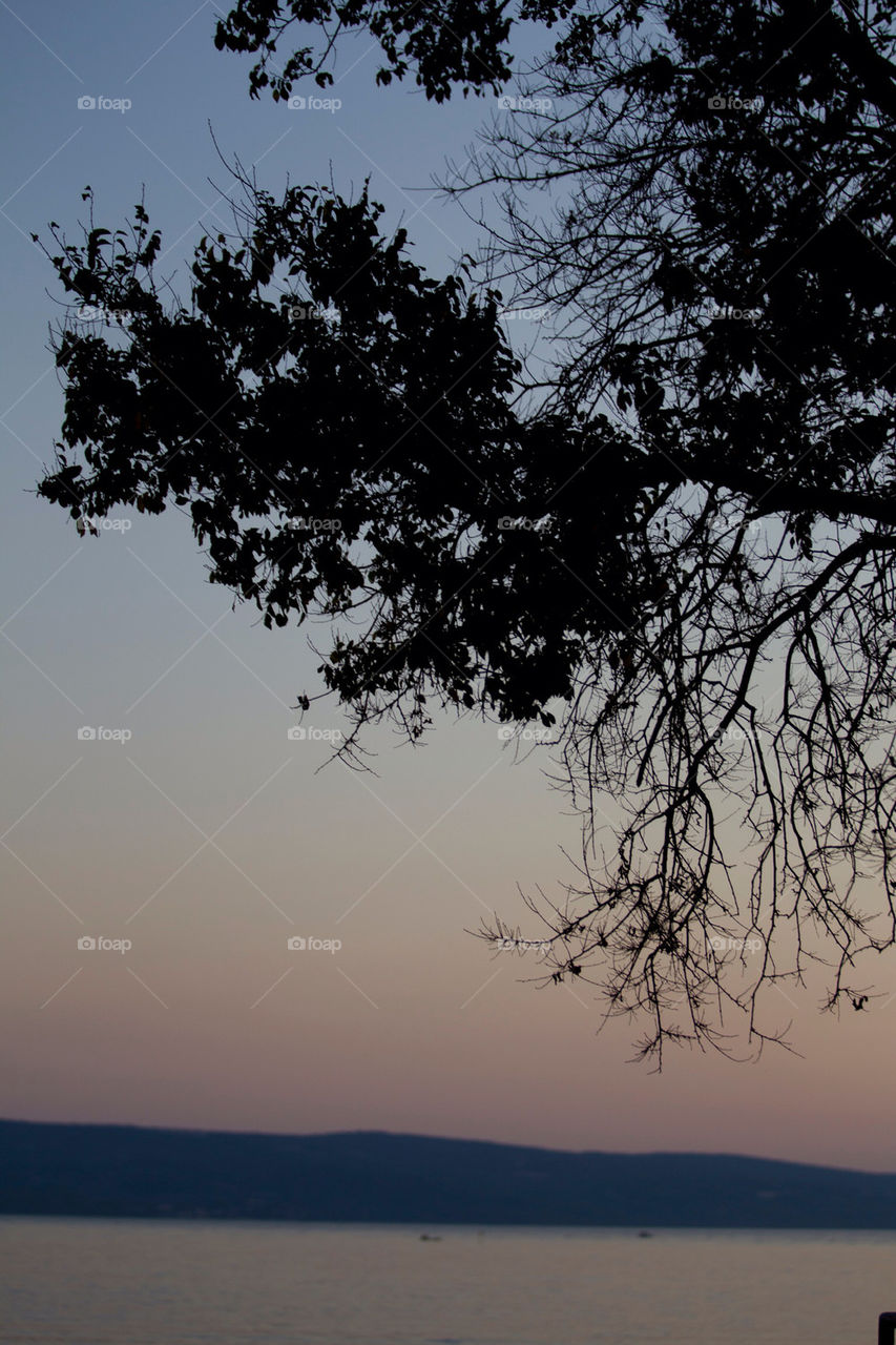 tree sunset branches stablo by splicanka