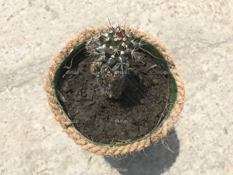 Cactus 