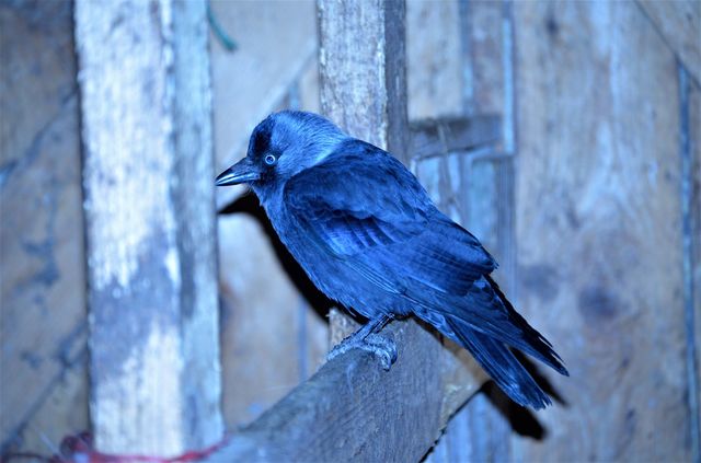 Raven