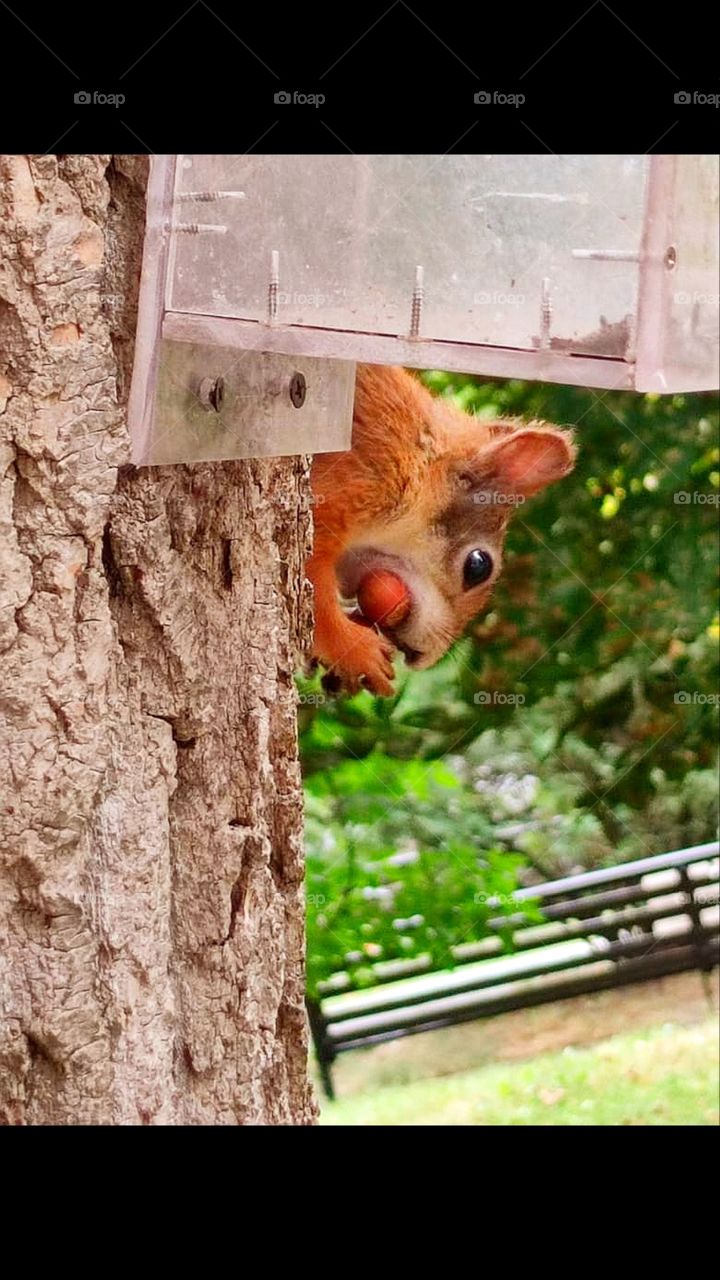 A squirrel on a tree sits in a feeder and eats a nut