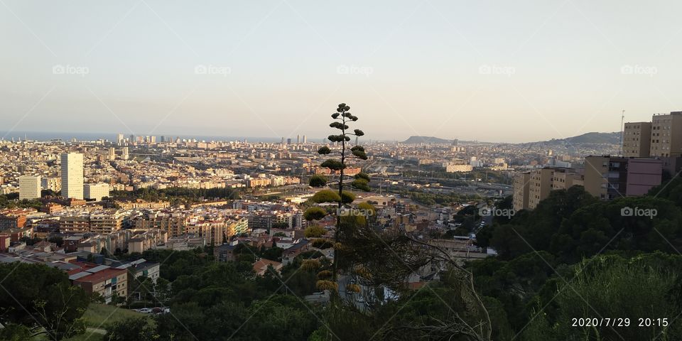 árbol en forma triangulo