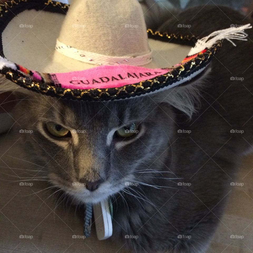 Happy the boy cat wearing a Guadalajara sombrero 