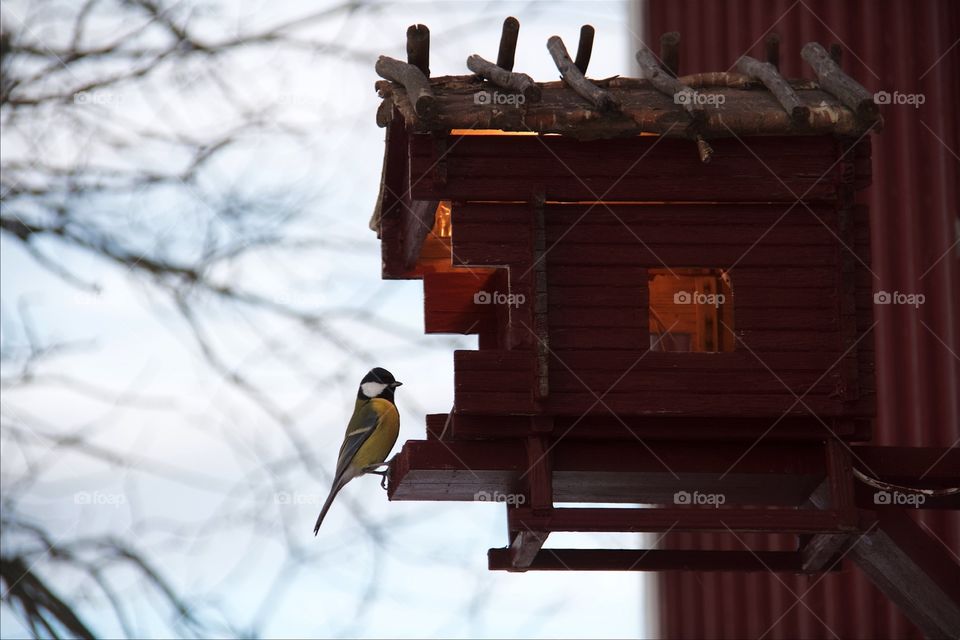 Great tit and bird nest 