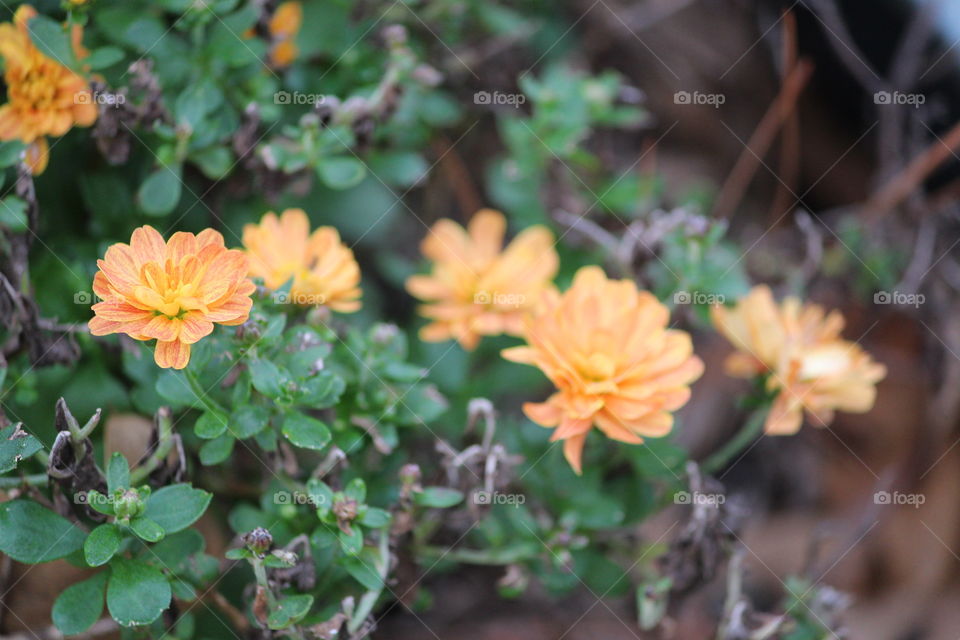 Orange Flowers