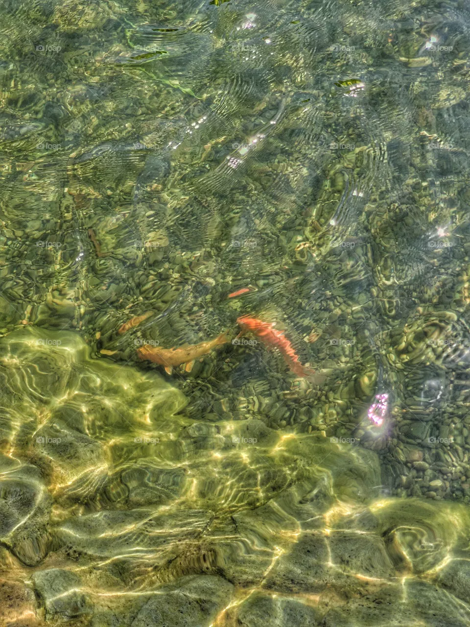Goldfish