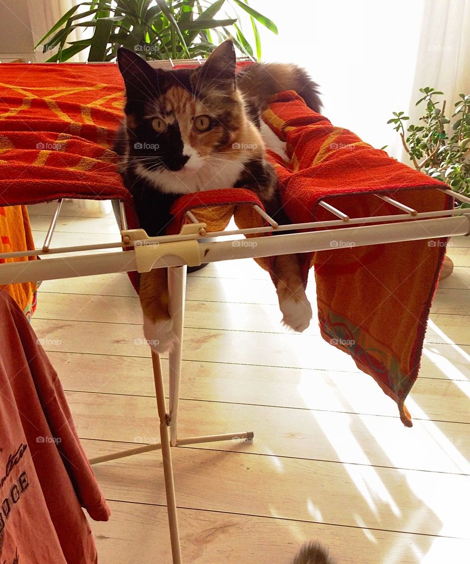 Cat on the drying laundry