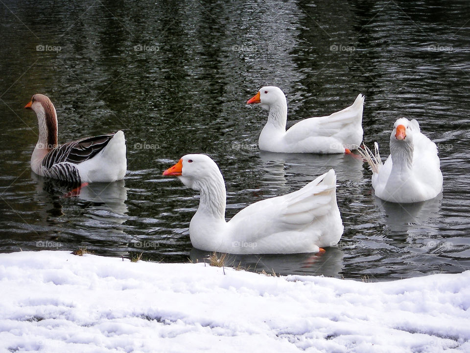 Geese in Water