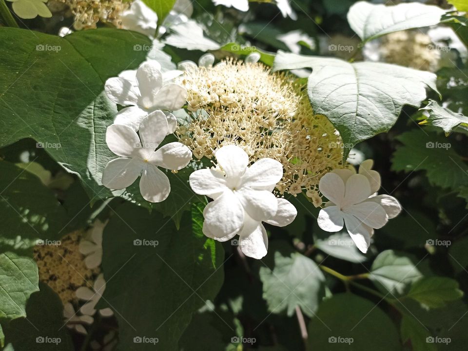 Viburnum opulus, the guelder-rose or guelder rose is a species of flowering plant in the family Adoxaceae (formerly Caprifoliaceae)