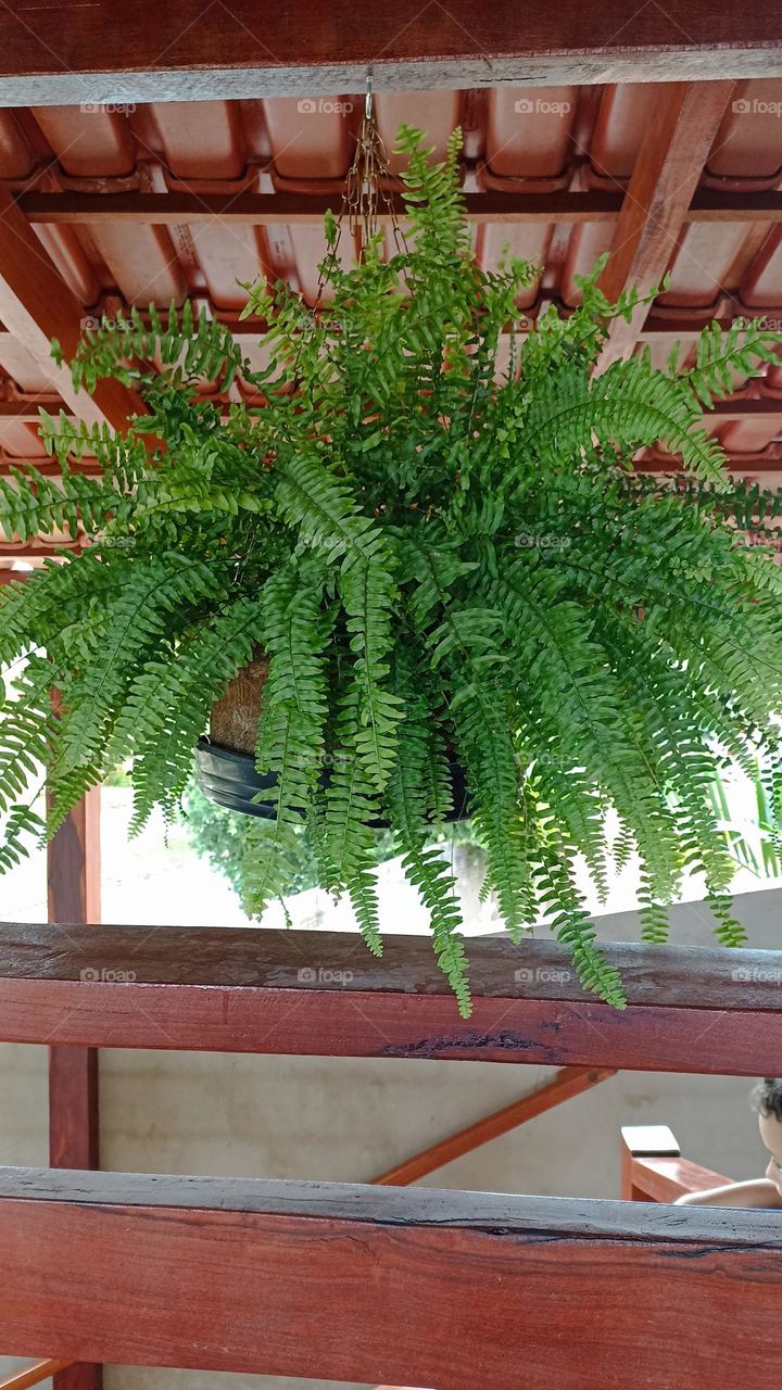 Fern, angel hair type, grown in a pot, hanging on the porch.