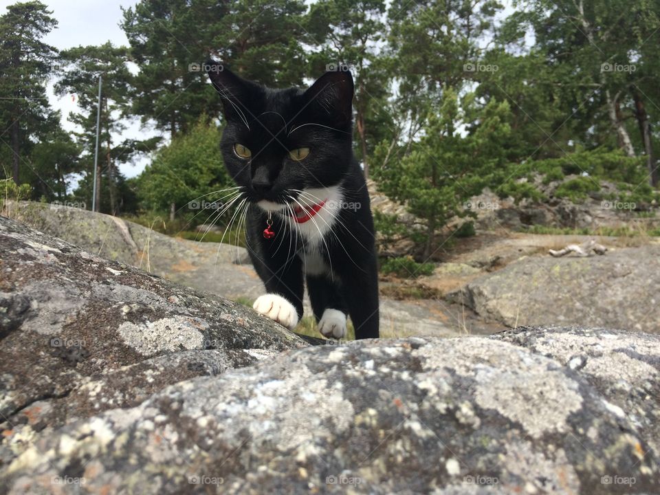 Cat in archipelago