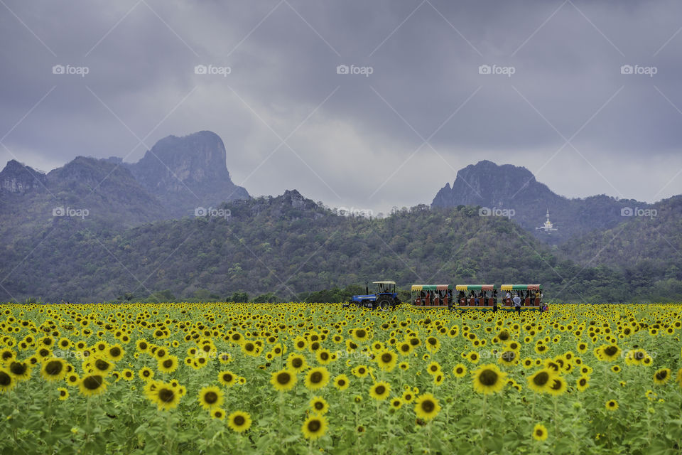 Sunflowers Field with Mountain in Background
