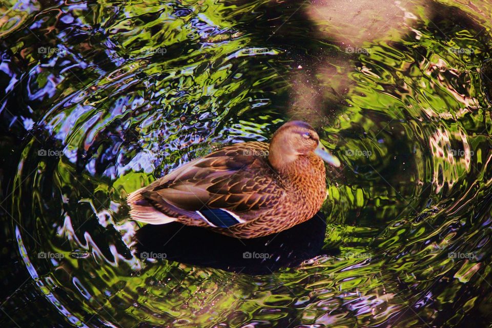 High angle view of duck