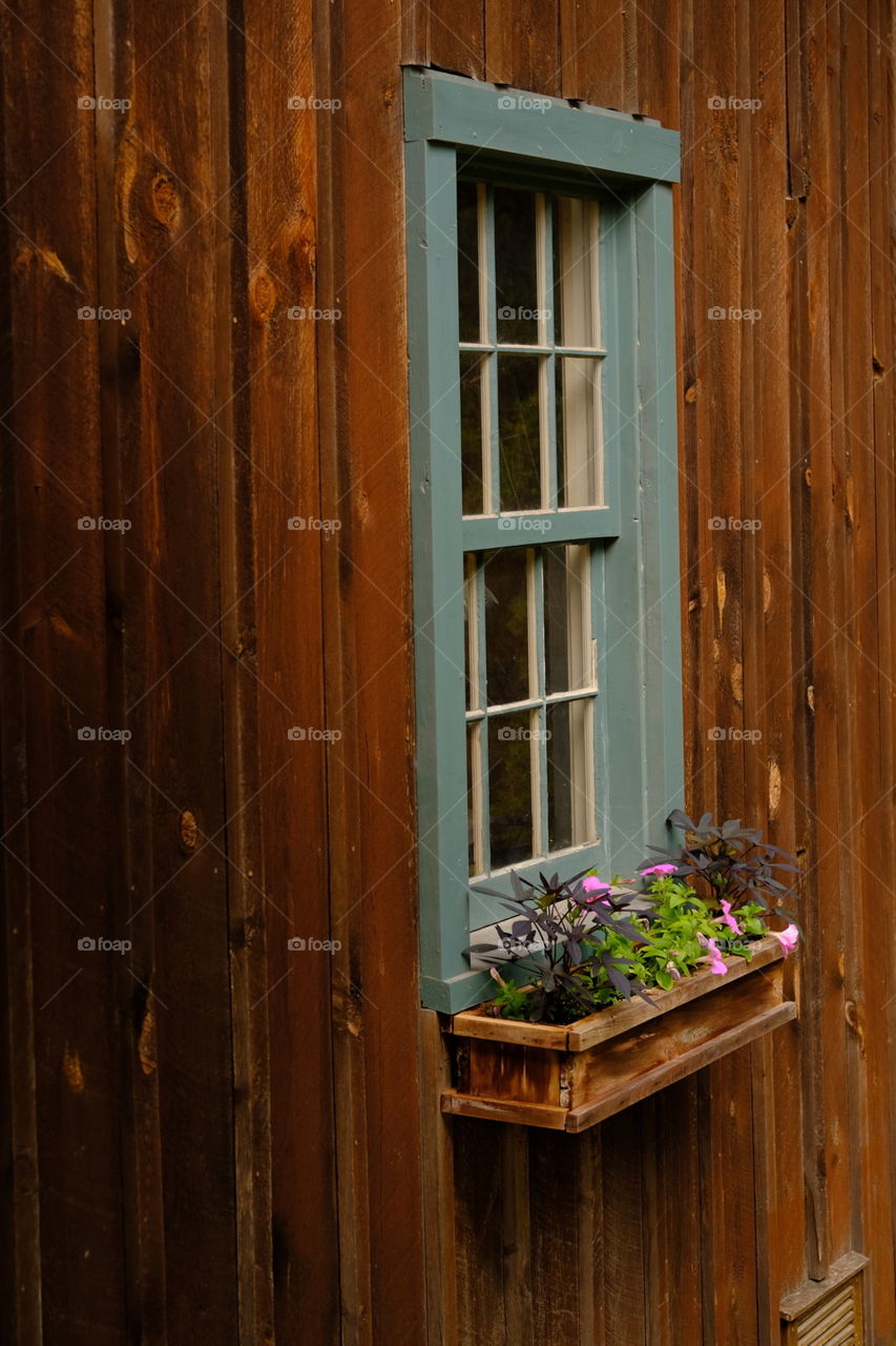 The Window