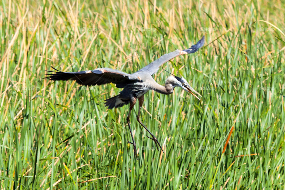 Heron in flight