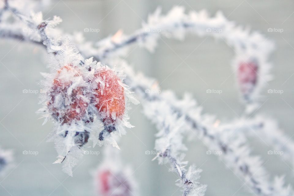 rose hips in hoarfrost