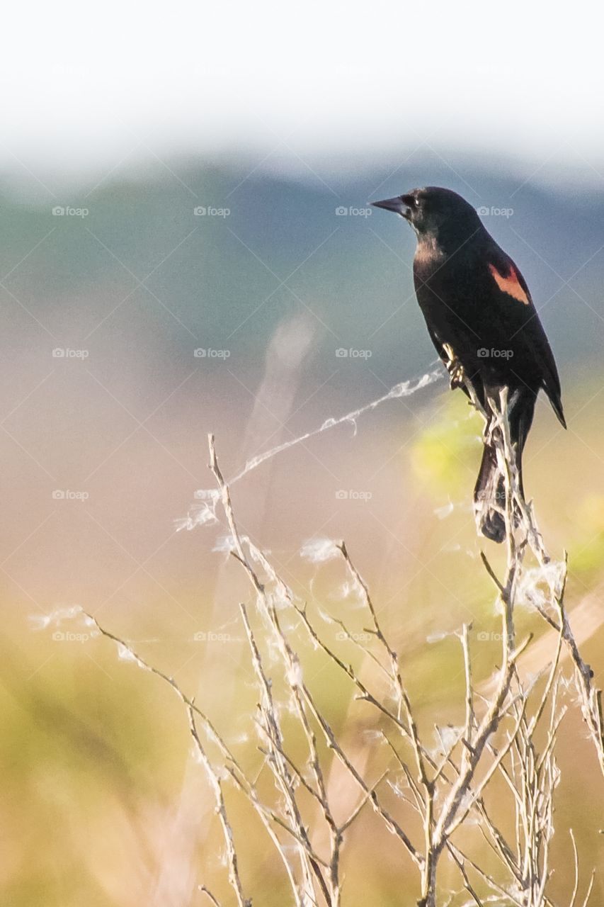 Red-winged Blackbird