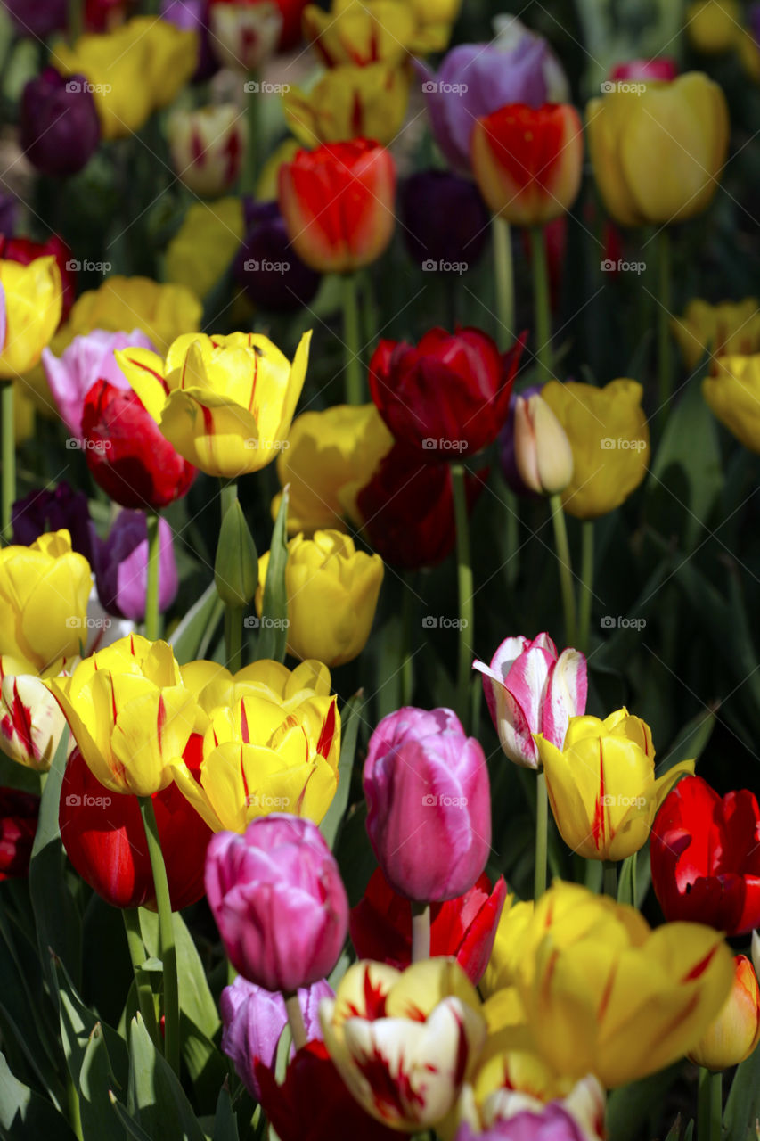 Various tulips