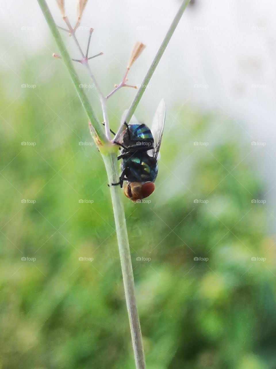 A huge fly taking it easy on the grass stalks
