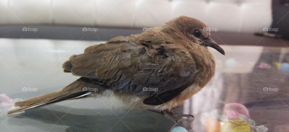 baby indian dove