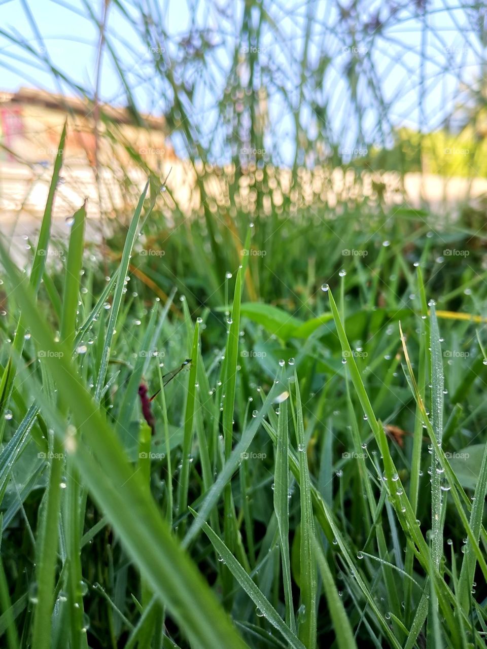 dew on the grass