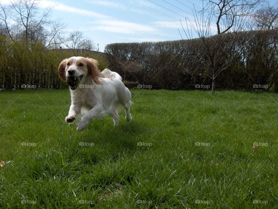 Jumping dog 