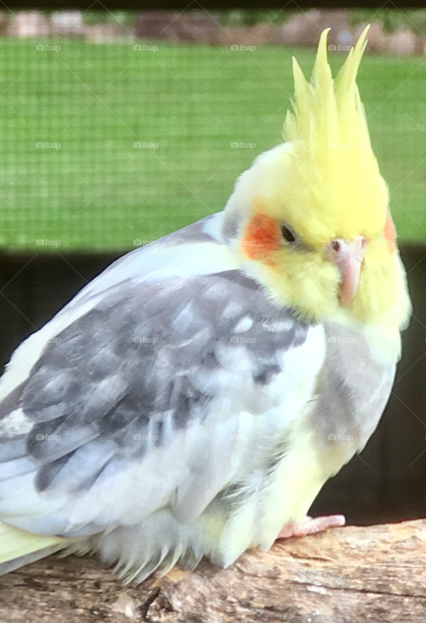 Cockatiel Parrot closeup 