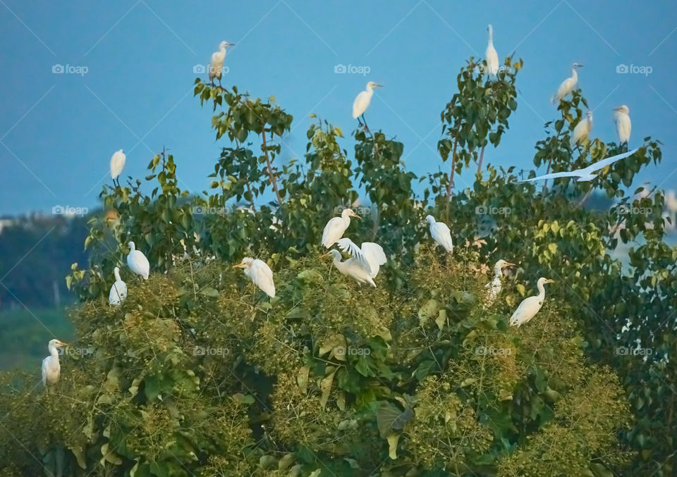 Bird photography  - Egret  - nesting ground