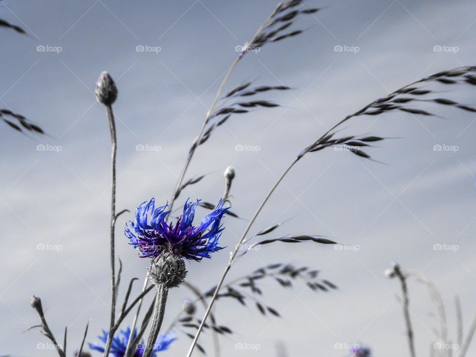 cornflower