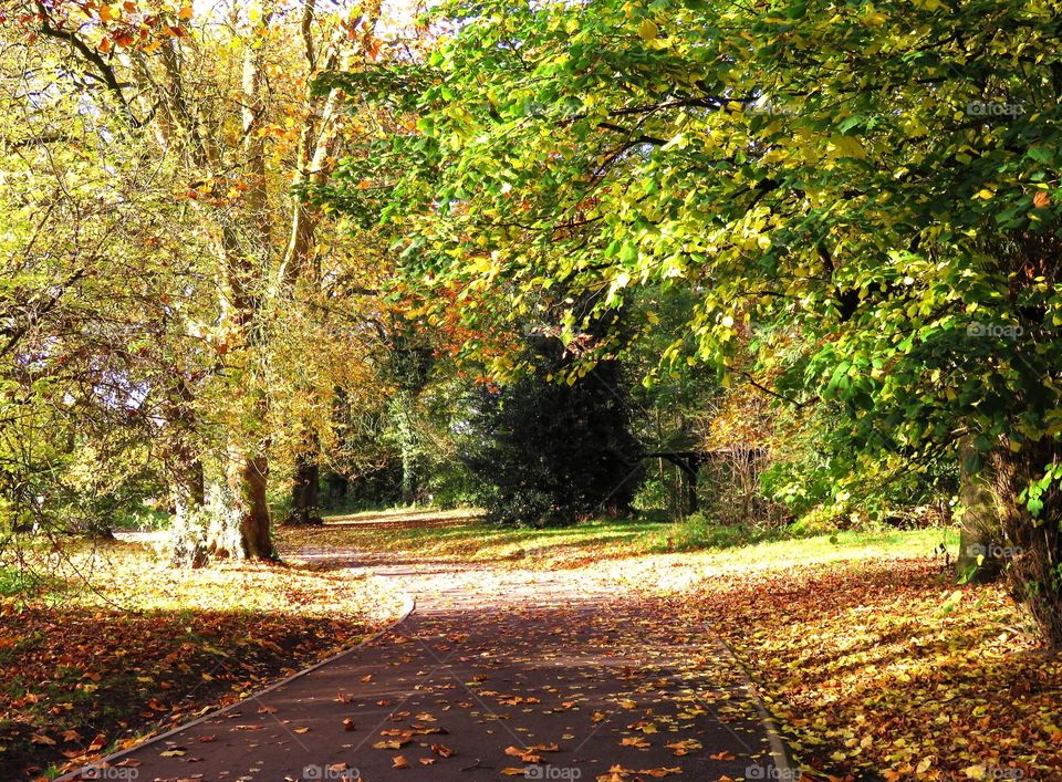 Footpath through greenery