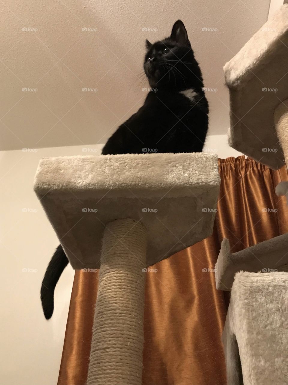 King of the cat tree