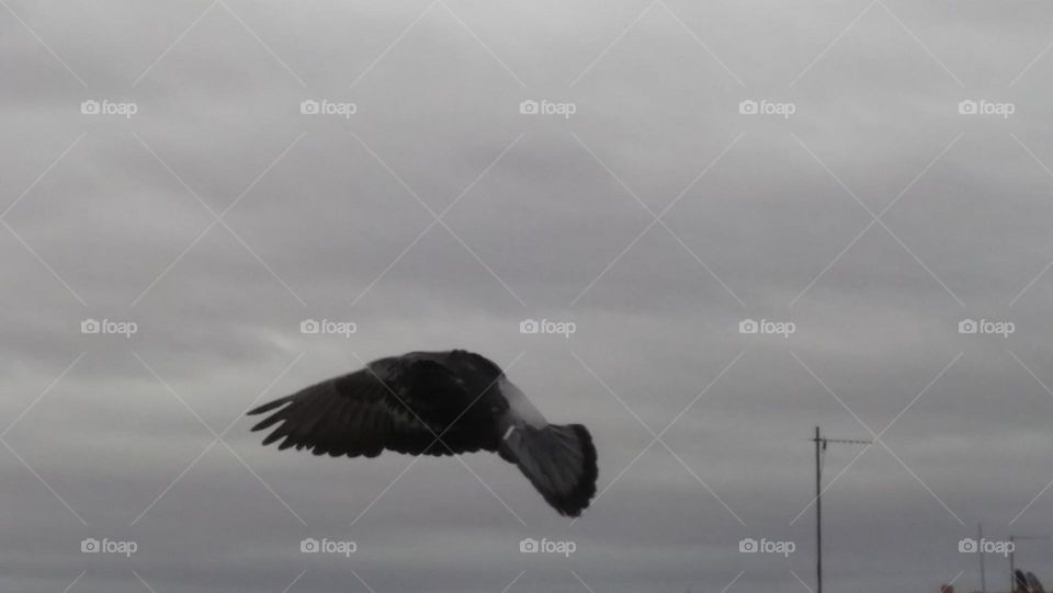 Beautiful flight of pigeon