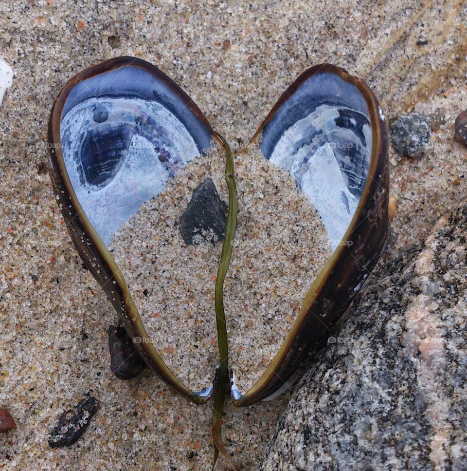 seashells heart