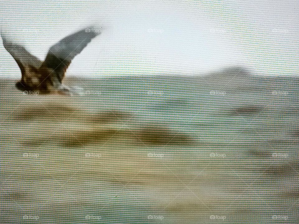 a bird in the australian desert