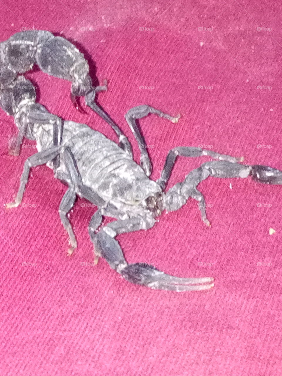 hot scorpion
