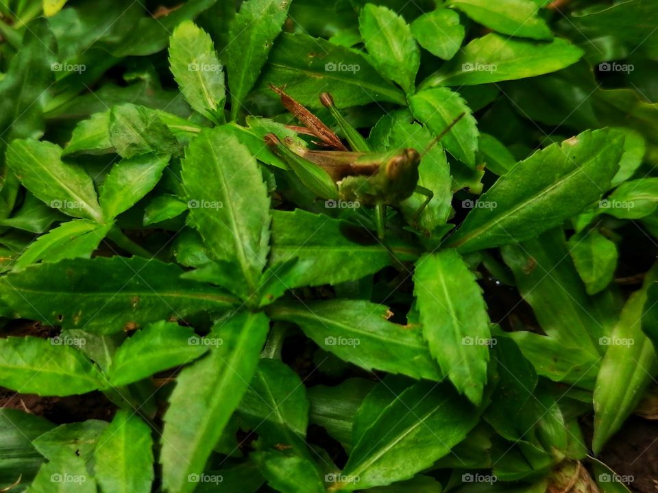 It's all about green in the garden