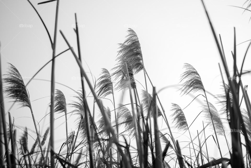 Tall Grass