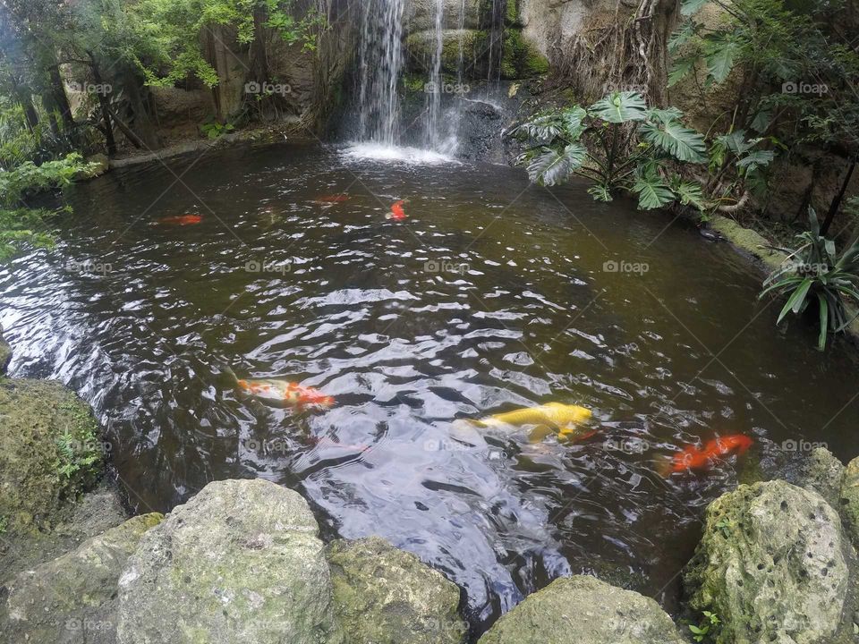 koi pond