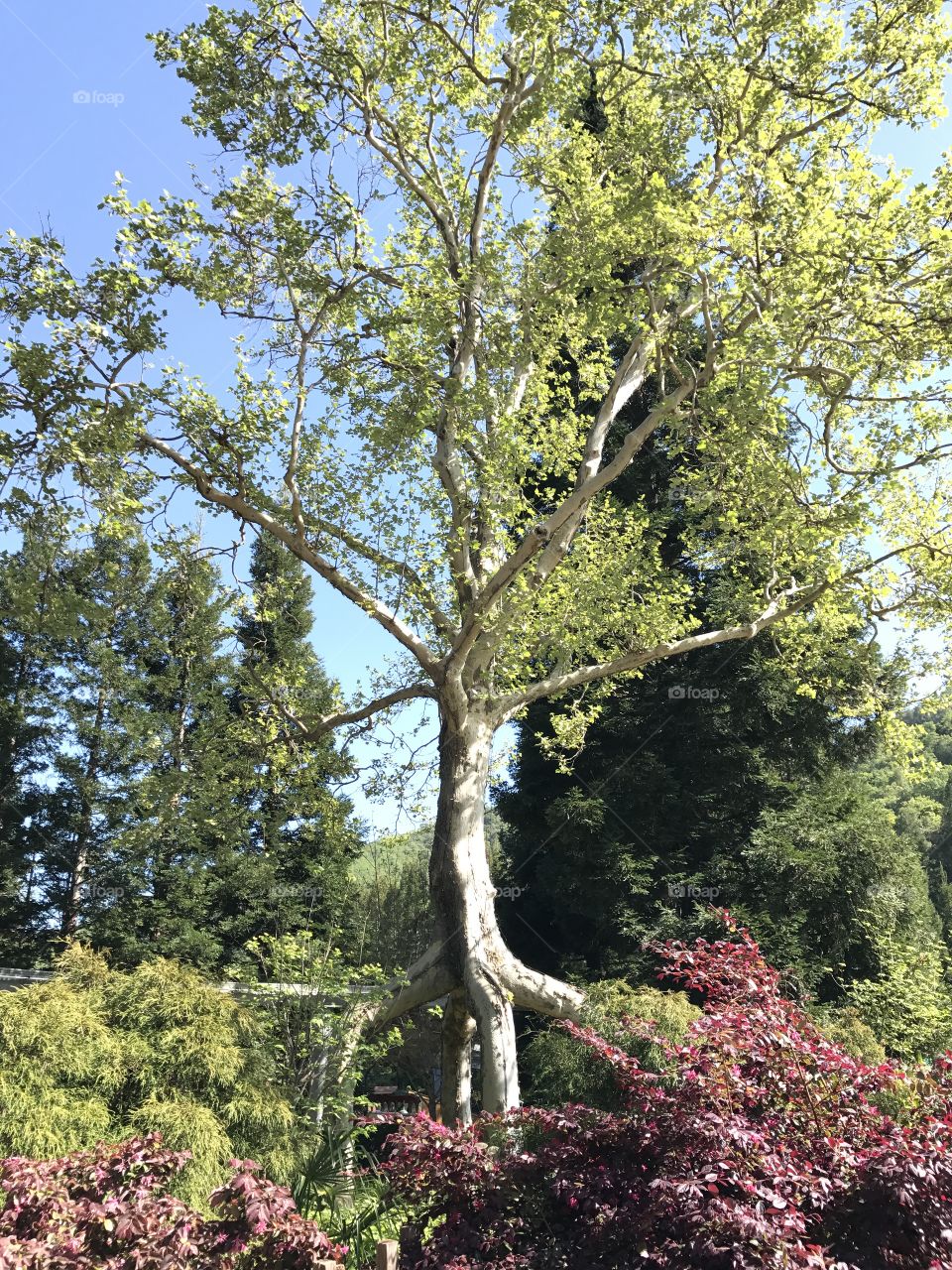Cool tree