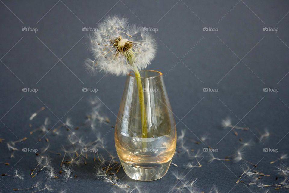 Dandelion in small vase