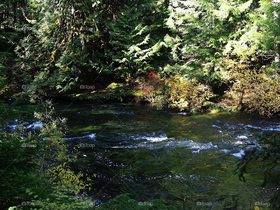 The beautiful McKenzie River in Western Oregon near its headwaters with whitewater and rapids flowing through a canyon covered in trees and greenery on a fall morning at sunrise.