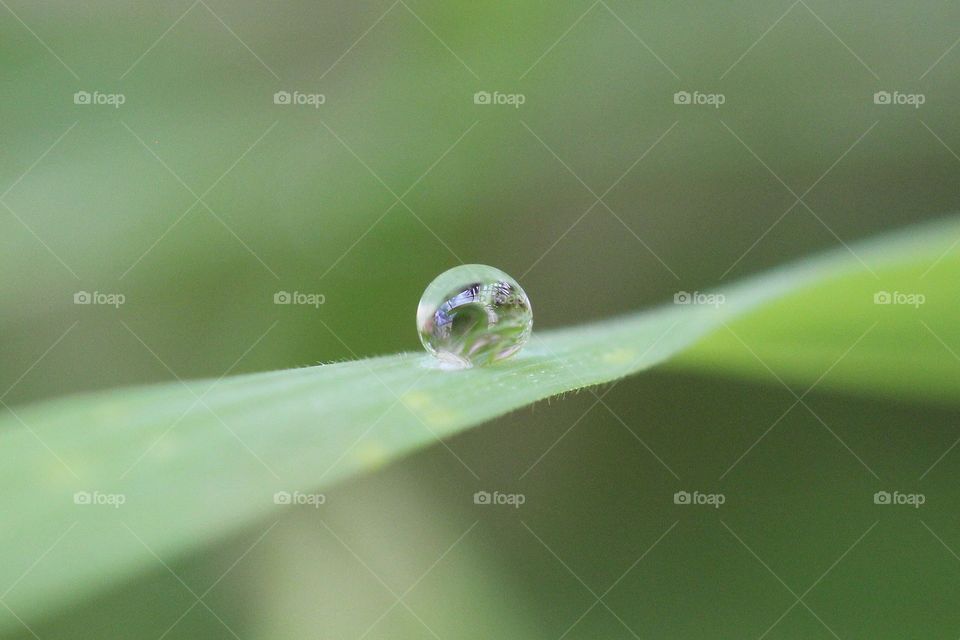 Beautiful raindrop on top of a leaf