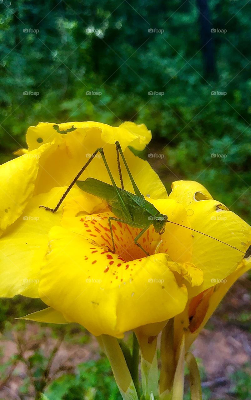 Green grasshopper on yellow canna lily in forest 