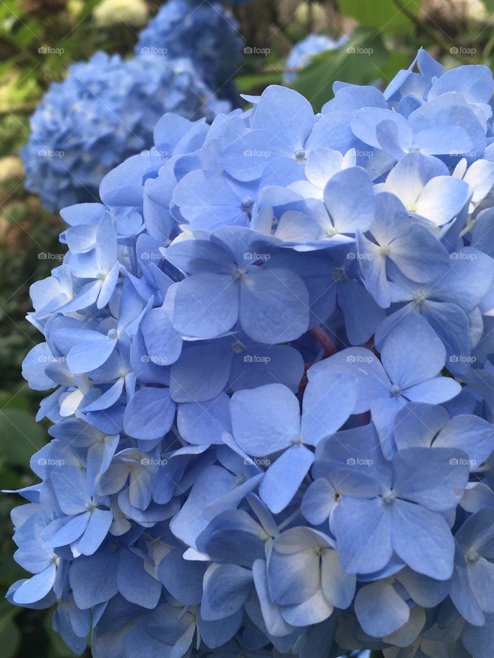 Young blue hydrangeas 