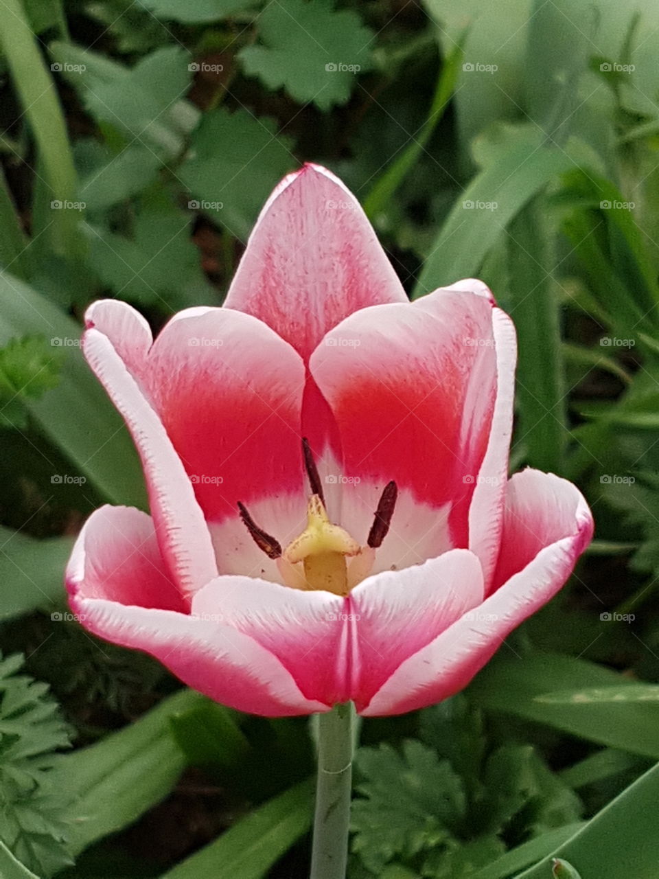 Tulpe Romantisch
