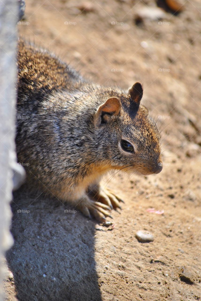 Close-up of a squirrel