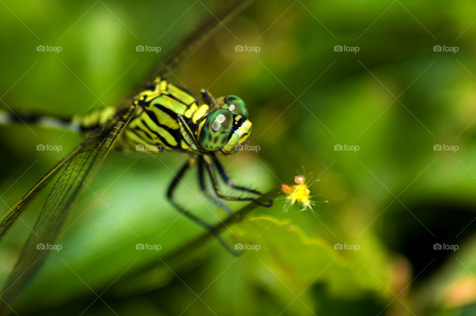 Close-up of a dragonfly