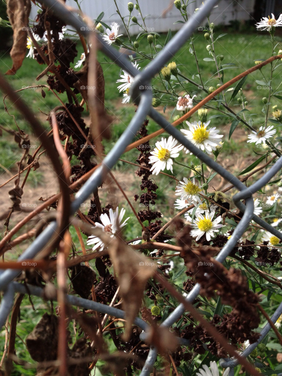 weed fence daisy by danelvr032708