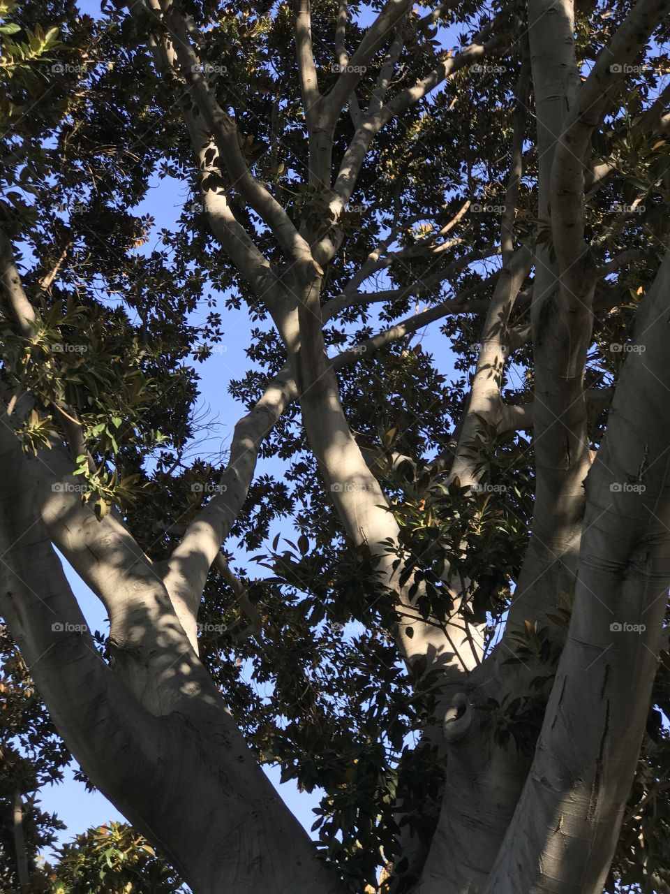 Blue sky through tree branches 