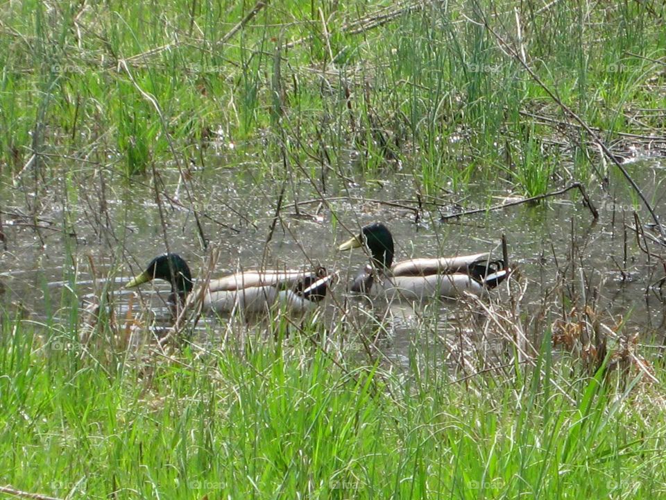 Mallards