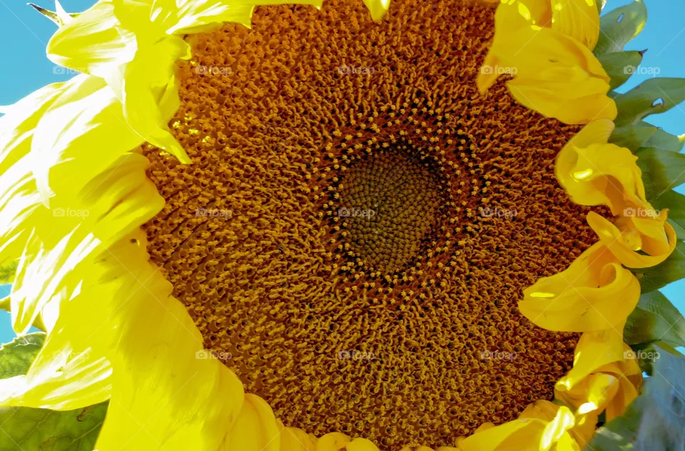 Sunflower 